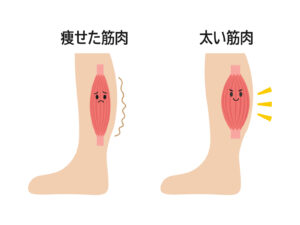 ふくらはぎの筋肉が痩せるとつまづきの原因に